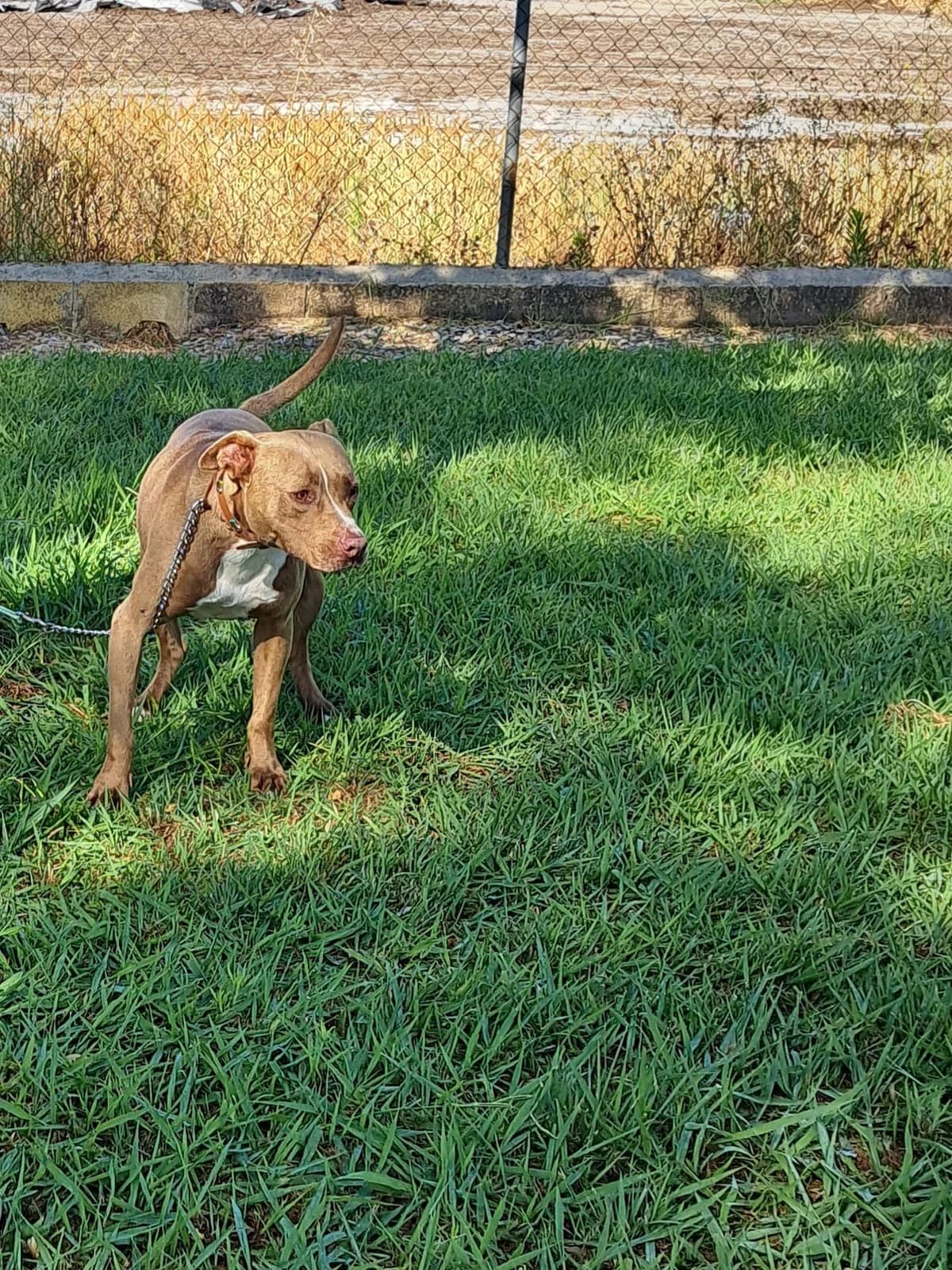 Animal 100, male 5yo Pit Bull Terrier for adoption at Jerez Adopta — Bienestar Animal Jerez de la Frontera