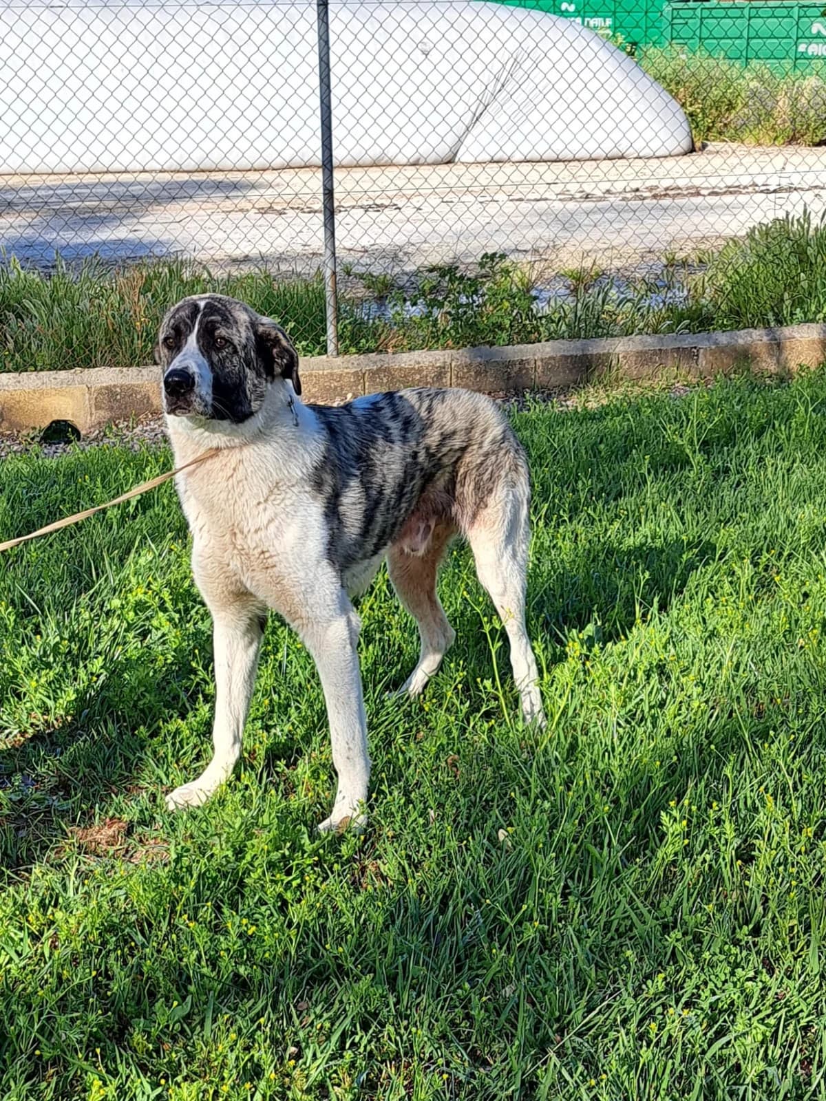 ¡ Adoptado, female young mixed breed for adoption at Jerez Adopta — Bienestar Animal Jerez de la Frontera