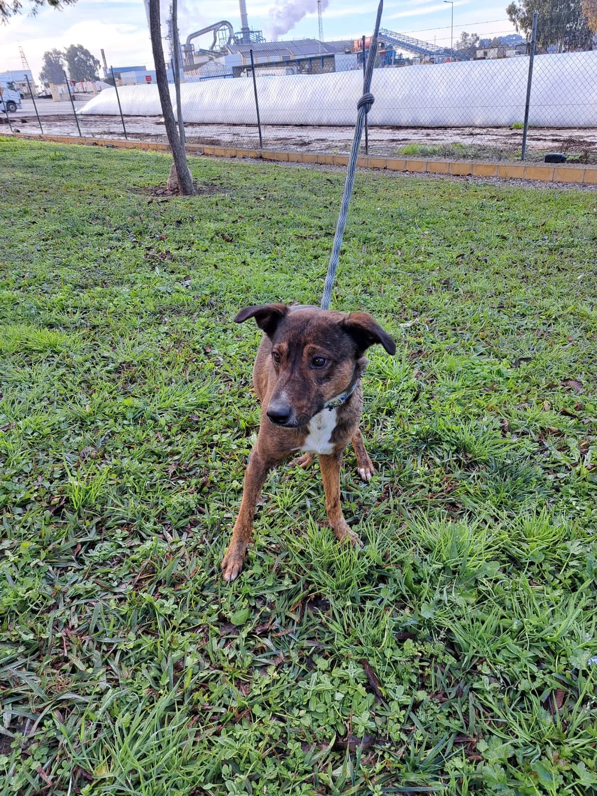 ¡ Adoptado, male young mixed breed for adoption at Jerez Adopta — Bienestar Animal Jerez de la Frontera