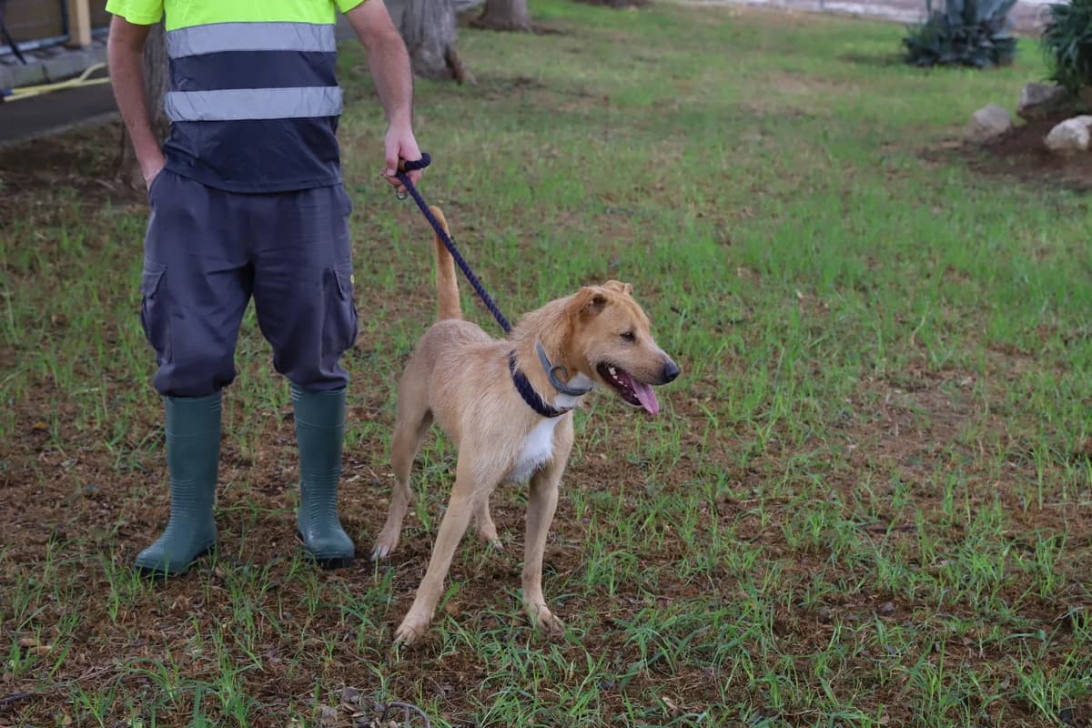 ¡ Adoptado, male mixed breed for adoption at Jerez Adopta — Bienestar Animal Jerez de la Frontera