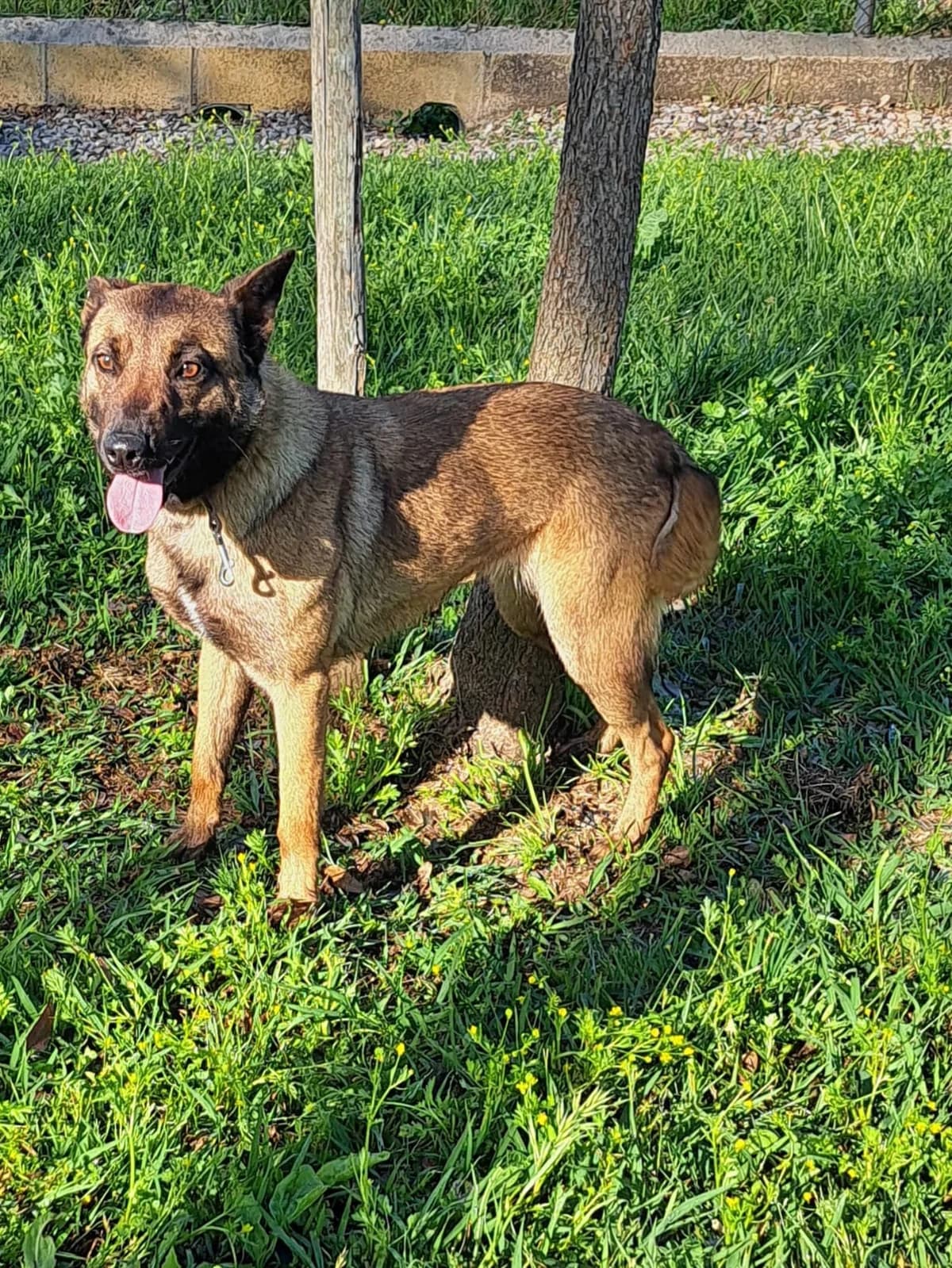 ¡ Adoptado, male 3yo mixed breed for adoption at Jerez Adopta — Bienestar Animal Jerez de la Frontera