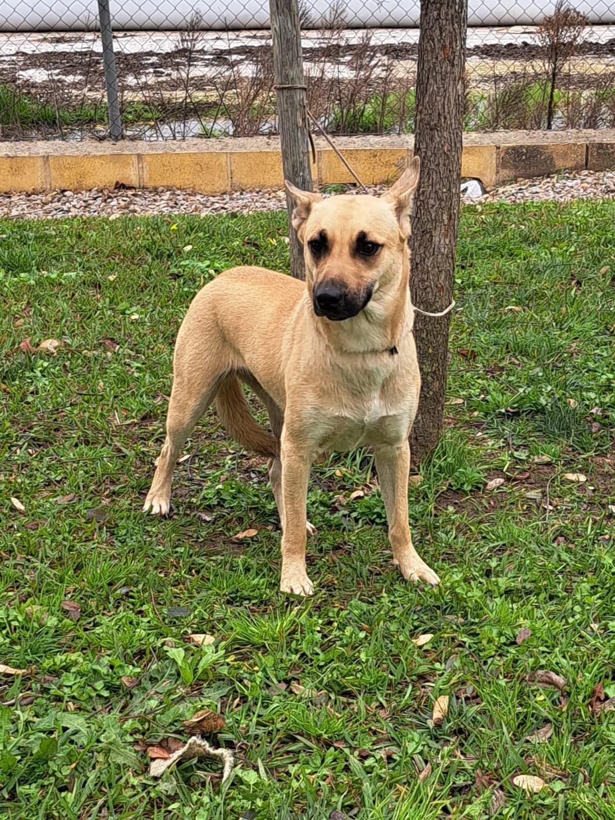 ¡ Adoptado, female young mixed breed for adoption at Jerez Adopta — Bienestar Animal Jerez de la Frontera