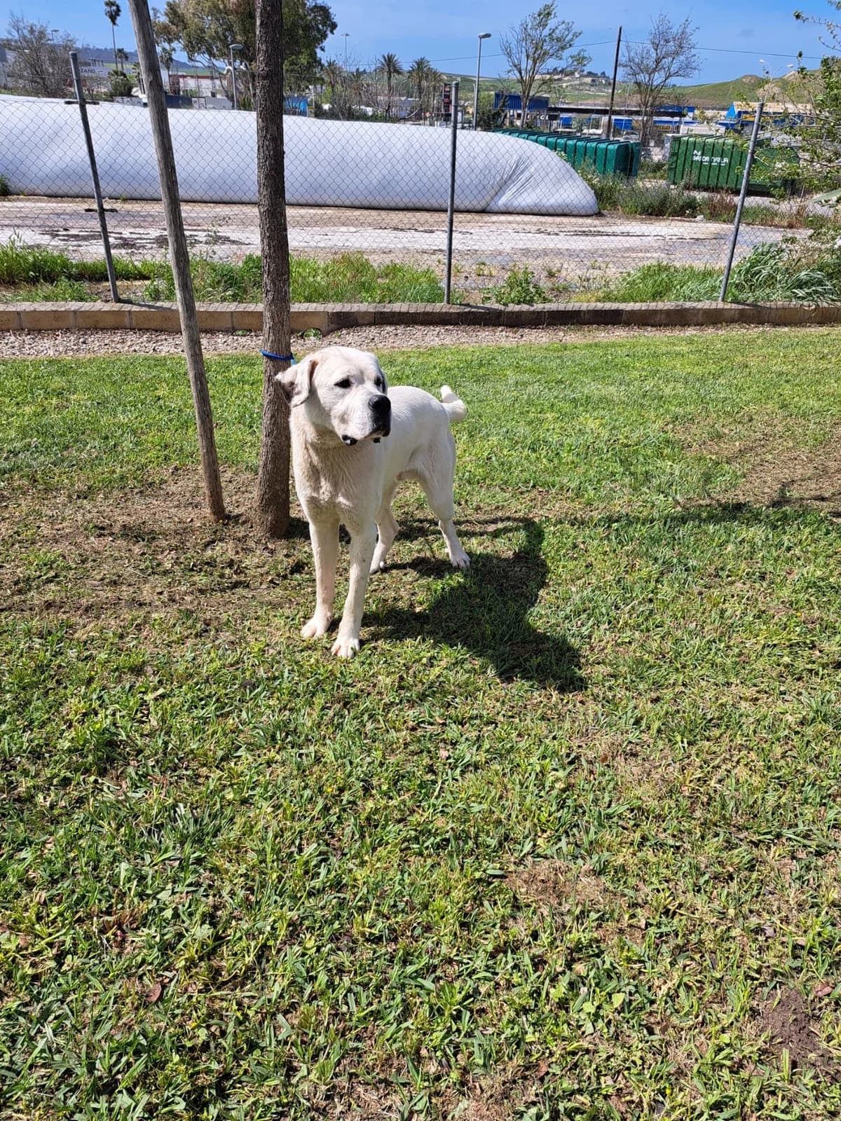 ¡Adoptado, male young mixed breed for adoption at Jerez Adopta — Bienestar Animal Jerez de la Frontera