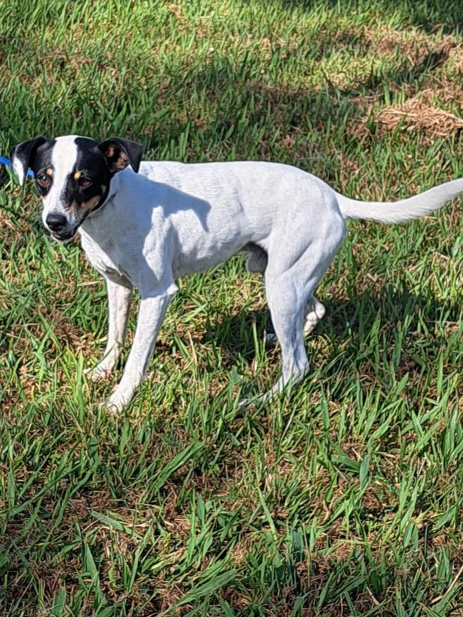 ¡ Adoptado, male young mixed breed for adoption at Jerez Adopta — Bienestar Animal Jerez de la Frontera