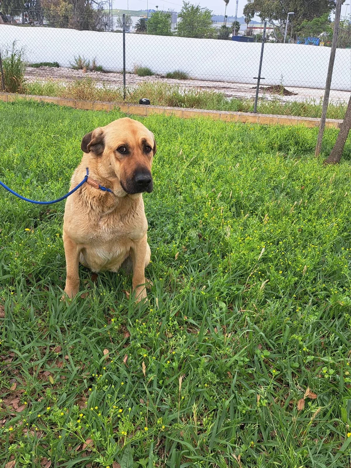 ¡ Adoptado, male young Spanish Mastiff for adoption at Jerez Adopta — Bienestar Animal Jerez de la Frontera