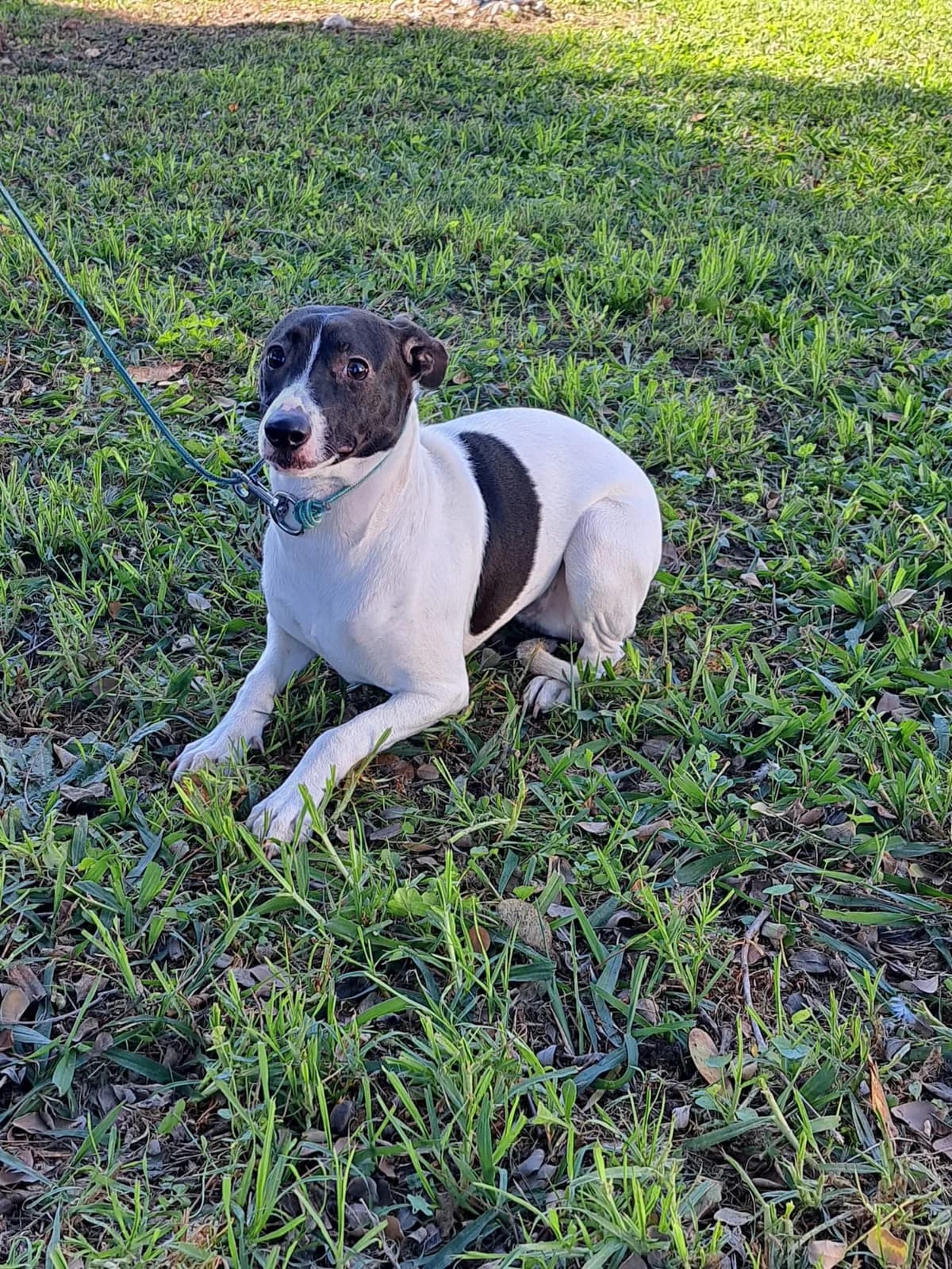 ¡ Adoptado, female mixed breed for adoption at Jerez Adopta — Bienestar Animal Jerez de la Frontera
