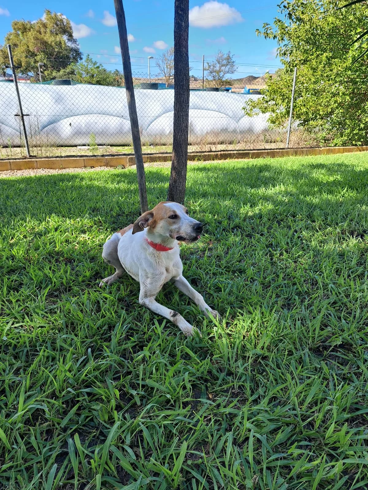 Animal 234, male puppy mixed breed for adoption at Jerez Adopta — Bienestar Animal Jerez de la Frontera