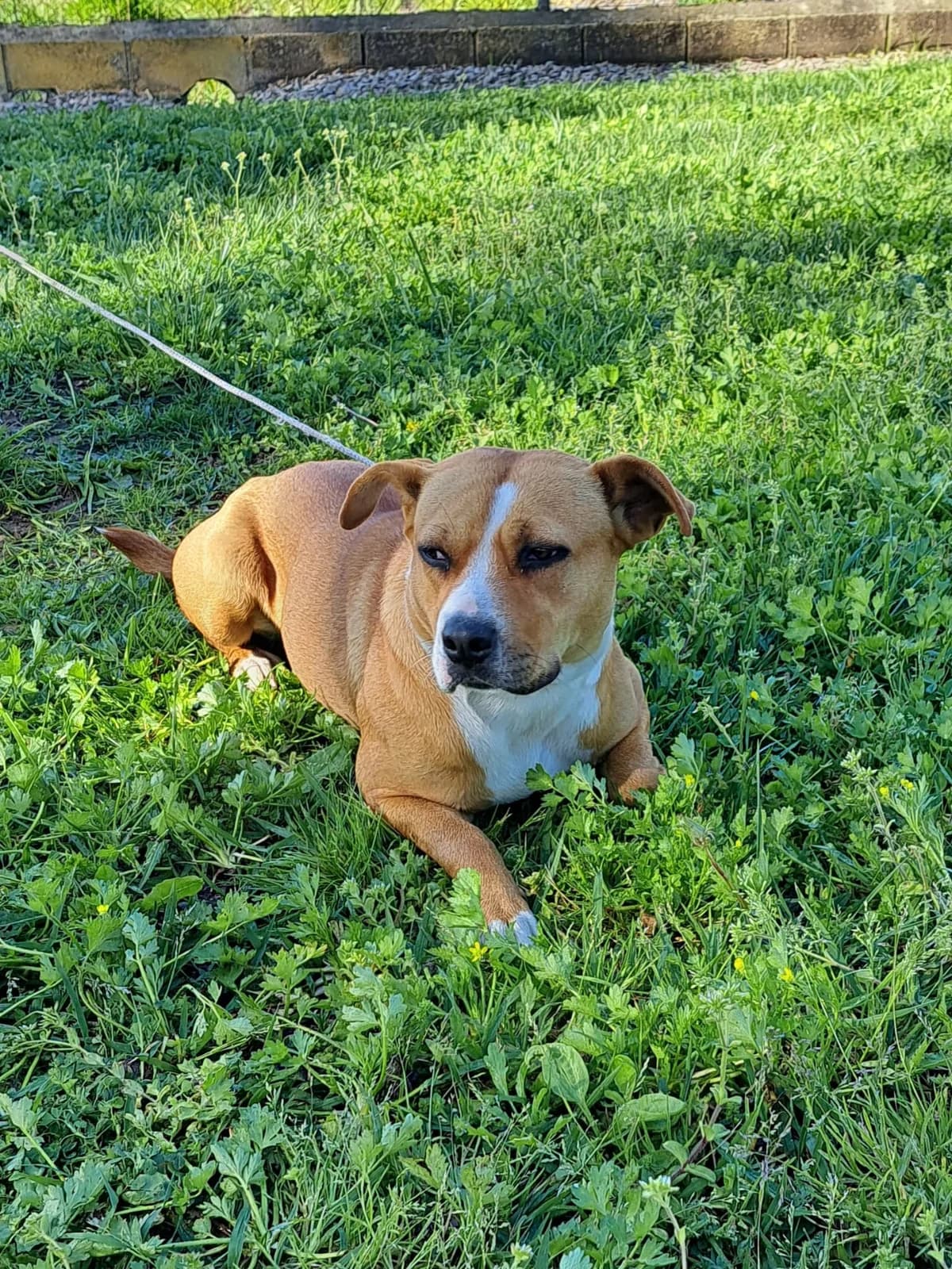 ¡ Adoptado, female young mixed breed for adoption at Jerez Adopta — Bienestar Animal Jerez de la Frontera