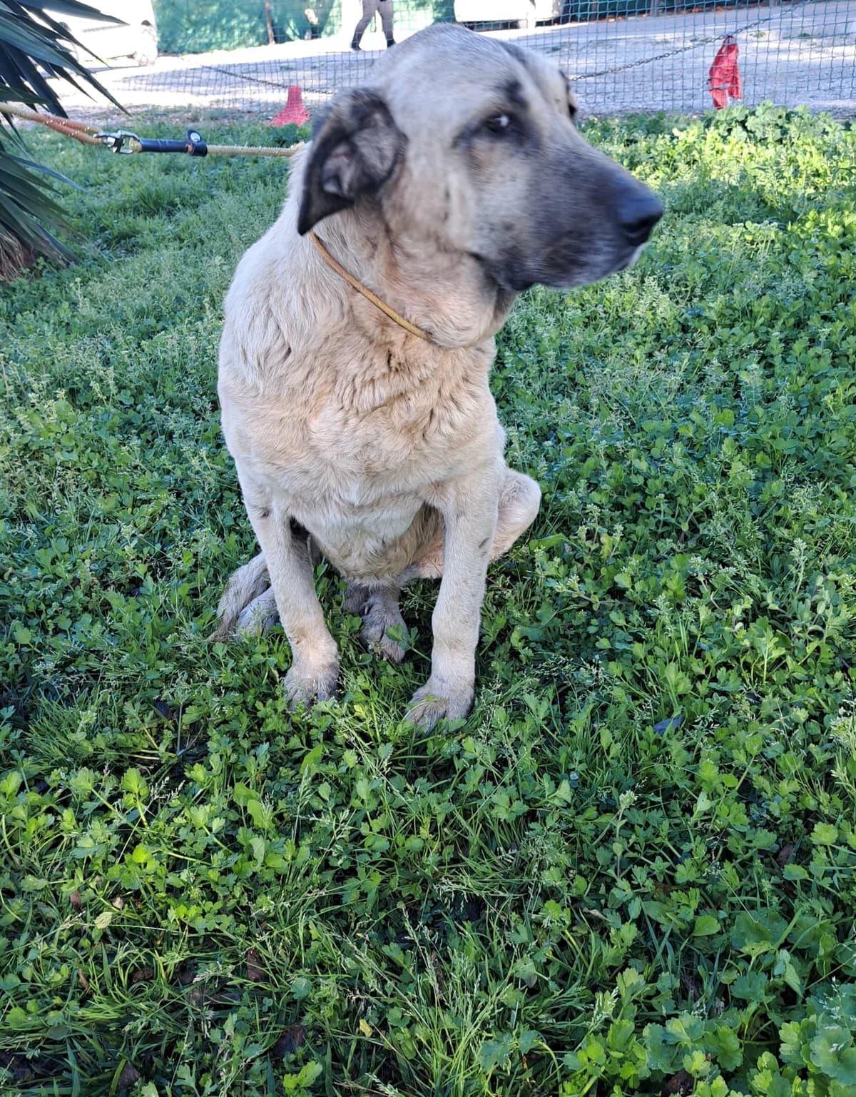 ¡ Adoptado, male 4yo mixed breed for adoption at Jerez Adopta — Bienestar Animal Jerez de la Frontera