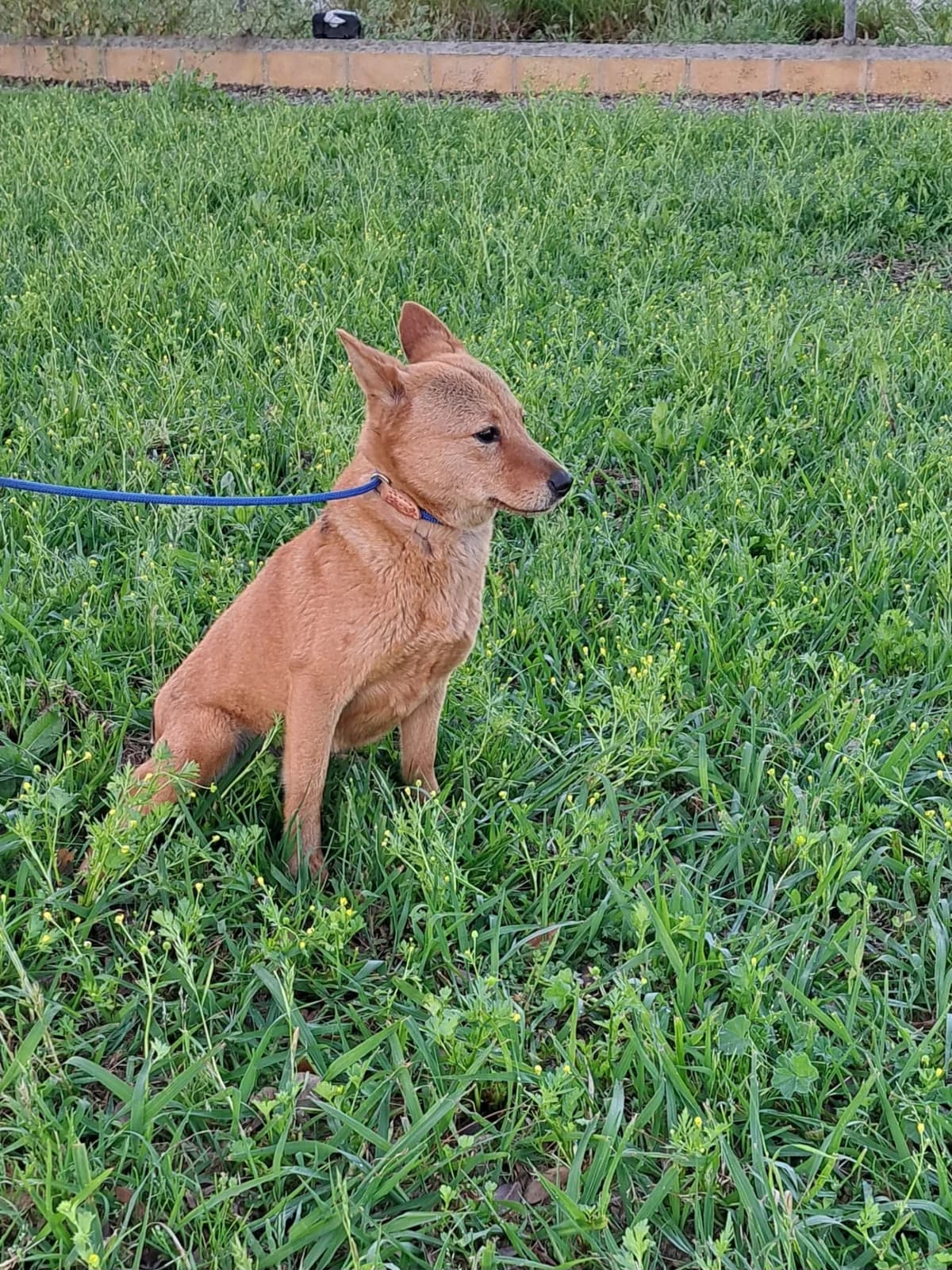 ¡ Adoptado, female puppy mixed breed for adoption at Jerez Adopta — Bienestar Animal Jerez de la Frontera