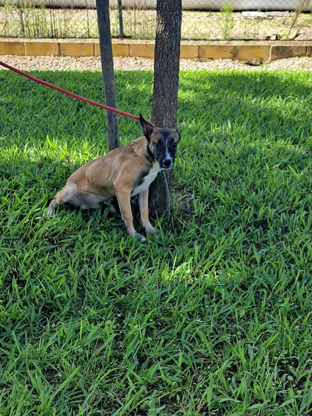Animal 293, male puppy Belgian Malinois for adoption at Jerez Adopta — Bienestar Animal Jerez de la Frontera