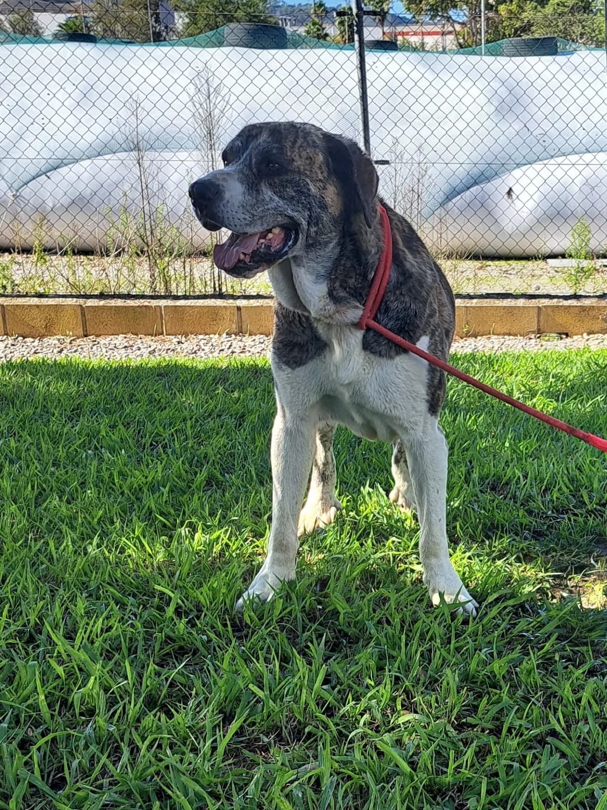 Animal 301, male 3yo mixed breed for adoption at Jerez Adopta — Bienestar Animal Jerez de la Frontera