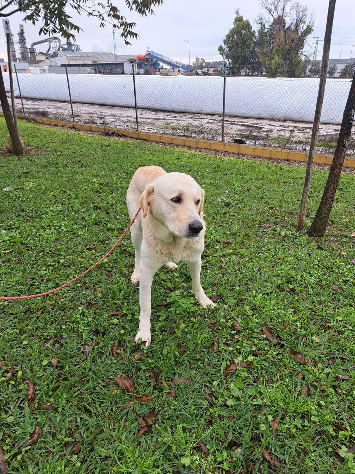 ¡ Adoptado, male 3yo Spanish Mastiff for adoption at Jerez Adopta — Bienestar Animal Jerez de la Frontera