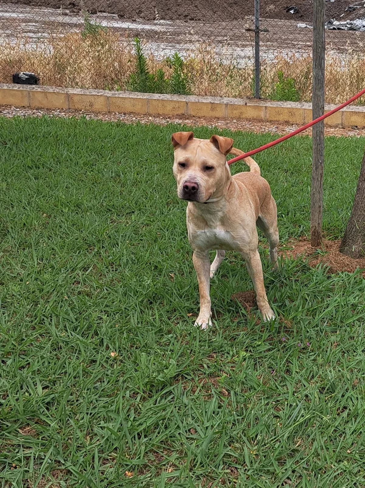 Animal 308, male puppy Pit Bull Terrier for adoption at Jerez Adopta — Bienestar Animal Jerez de la Frontera