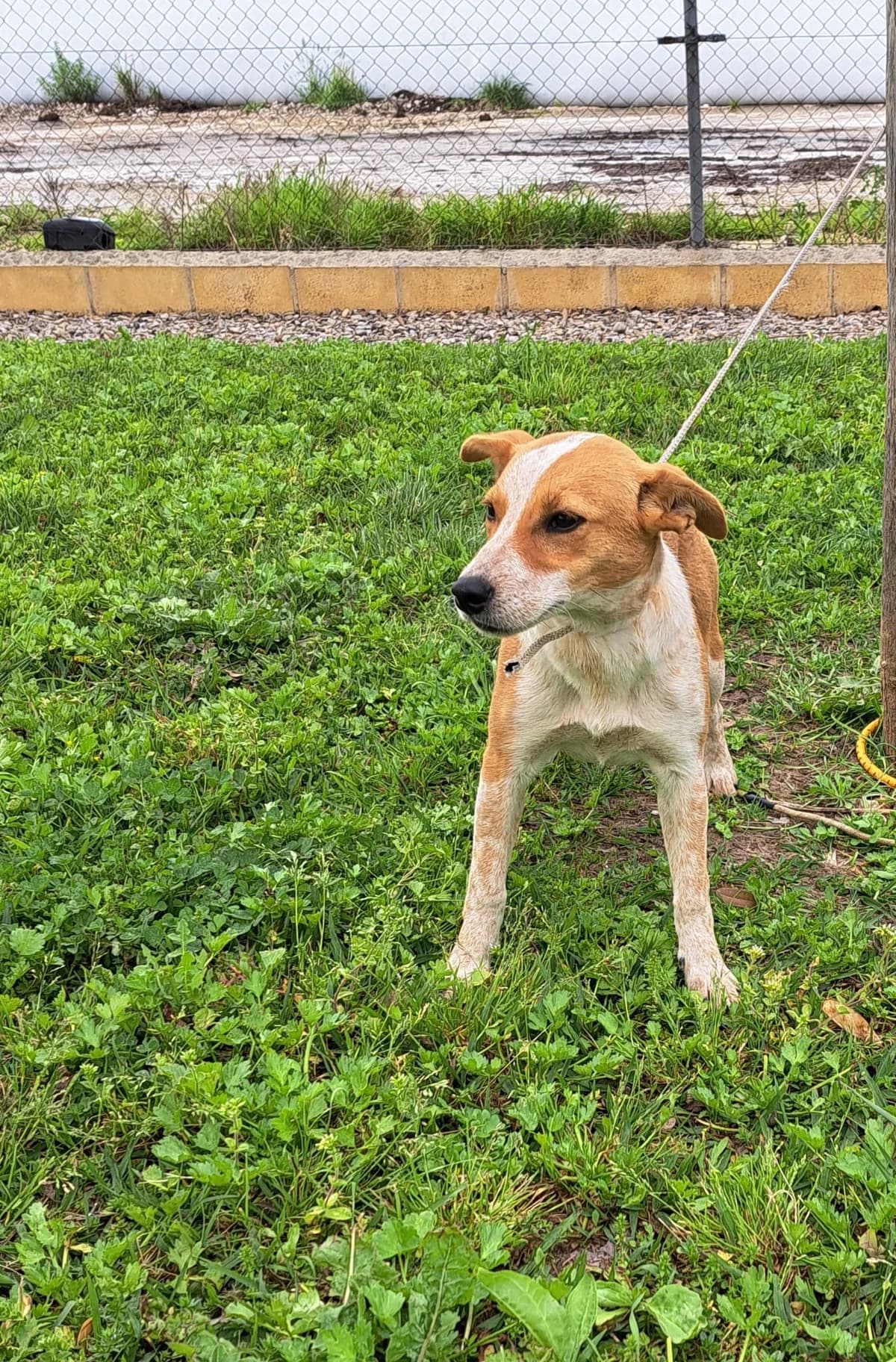 ¡ Adoptado, female young mixed breed for adoption at Jerez Adopta — Bienestar Animal Jerez de la Frontera