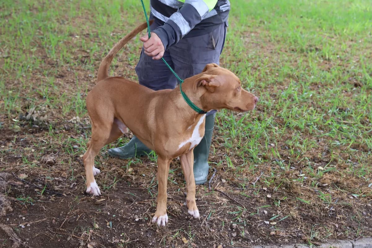 ¡ Adoptado, male young Pit Bull Terrier for adoption at Jerez Adopta — Bienestar Animal Jerez de la Frontera