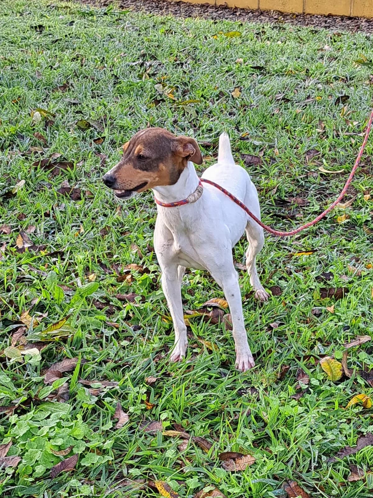 ¡ Adoptado, female puppy mixed breed for adoption at Jerez Adopta — Bienestar Animal Jerez de la Frontera