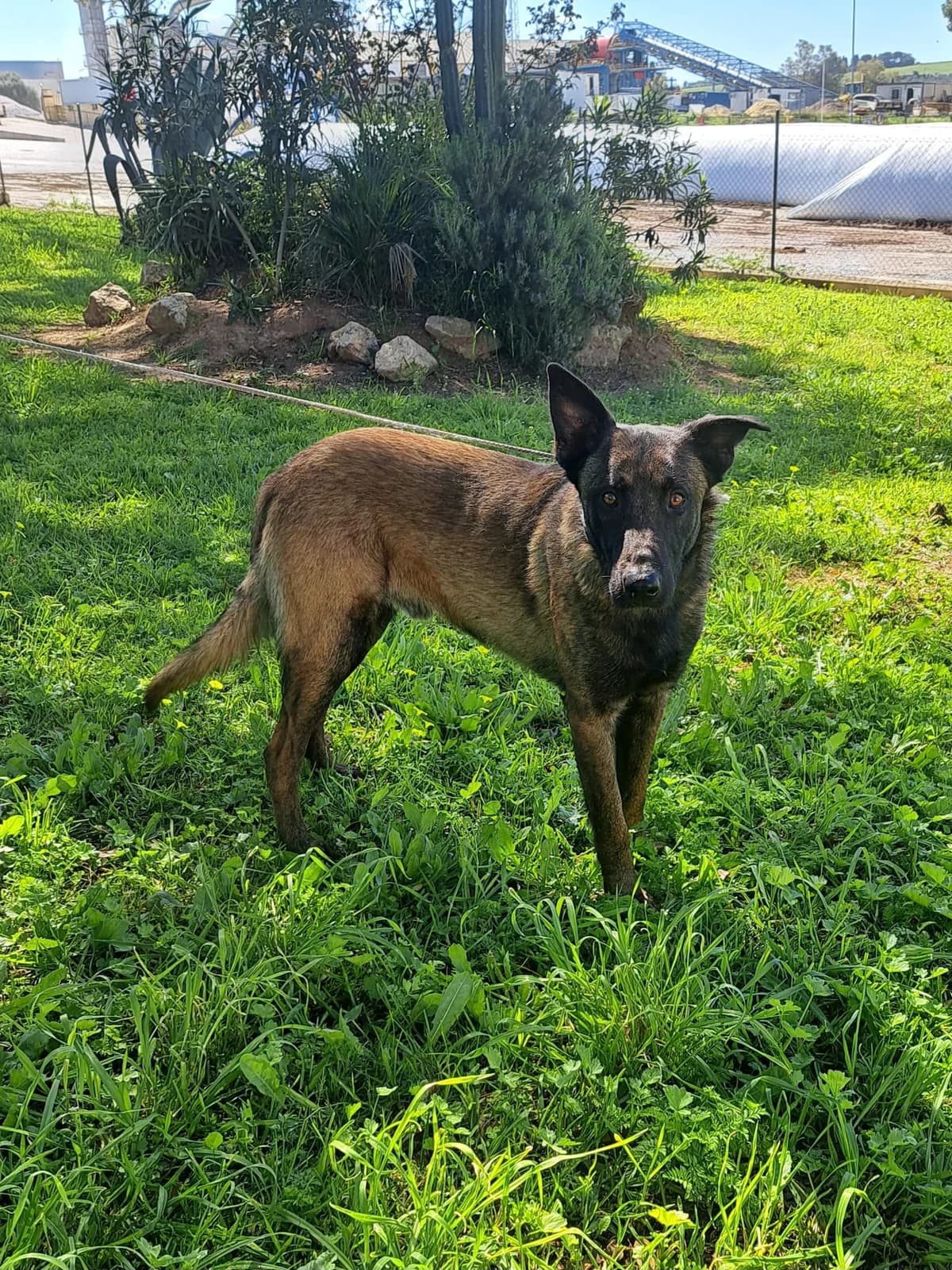 ¡Adoptado, male puppy Belgian Malinois for adoption at Jerez Adopta — Bienestar Animal Jerez de la Frontera