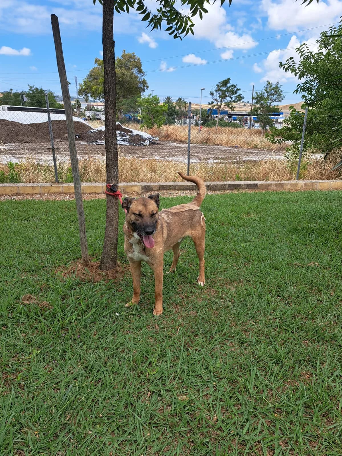 Animal 378, male 3yo mixed breed for adoption at Jerez Adopta — Bienestar Animal Jerez de la Frontera