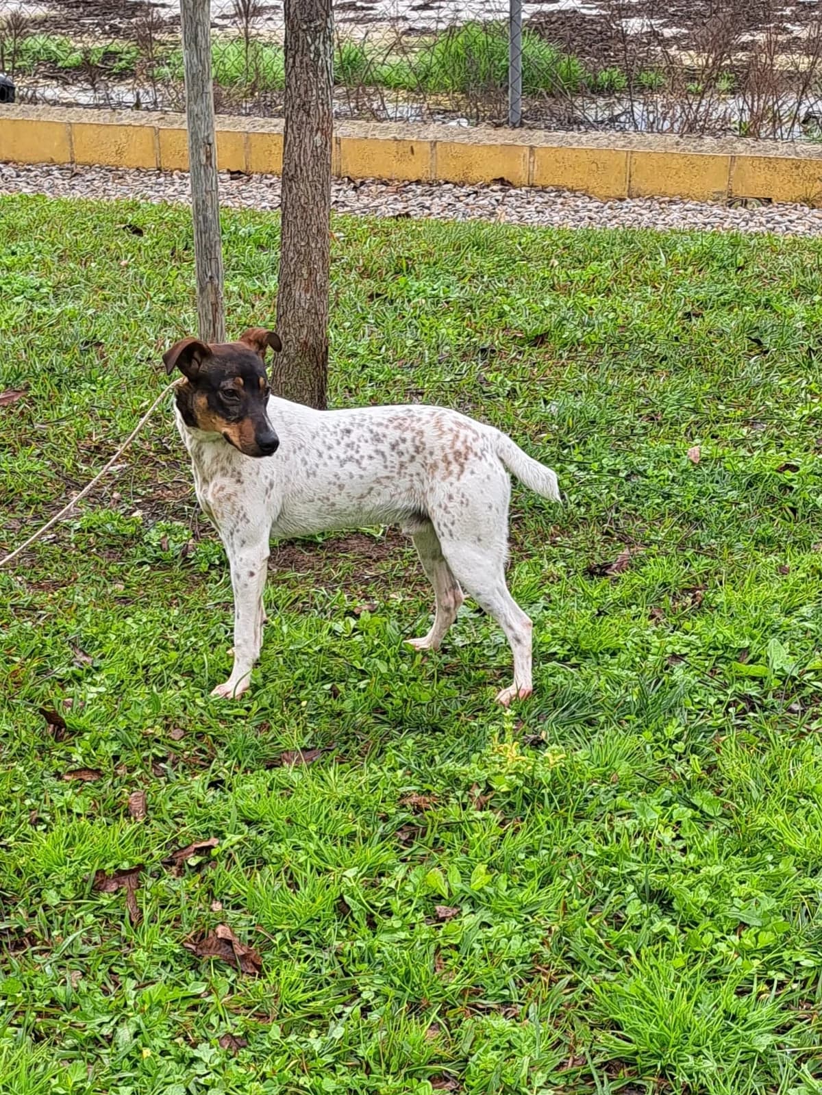 ¡ Adoptado, male young mixed breed for adoption at Jerez Adopta — Bienestar Animal Jerez de la Frontera