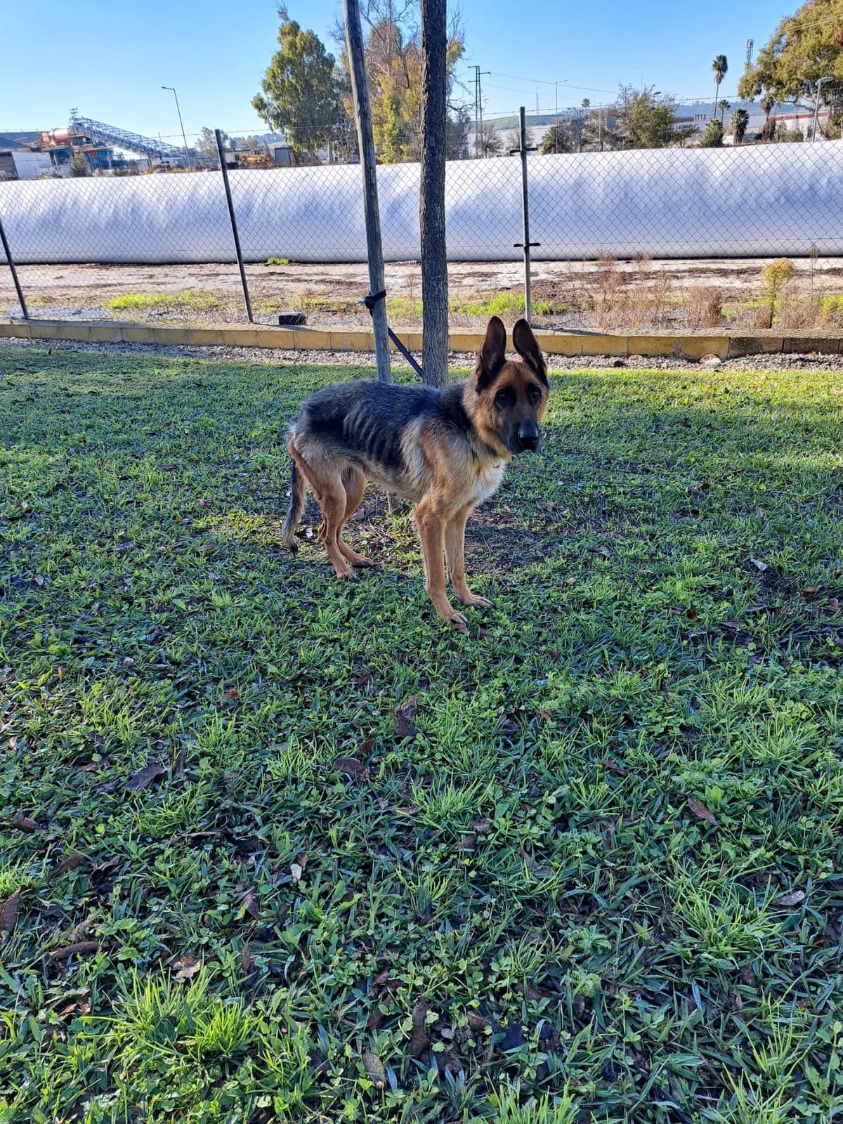 ¡ Adoptado, female German Shepherd for adoption at Jerez Adopta — Bienestar Animal Jerez de la Frontera