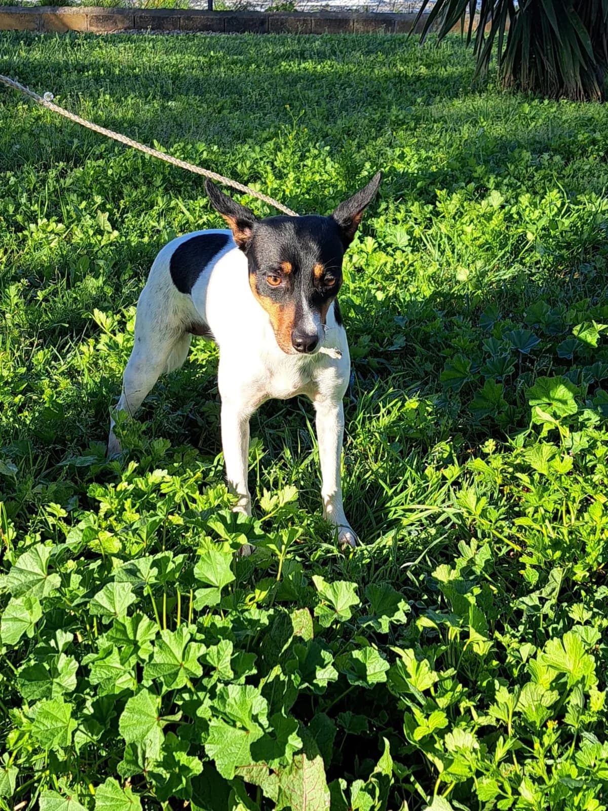 ¡ Adoptado, female young mixed breed for adoption at Jerez Adopta — Bienestar Animal Jerez de la Frontera