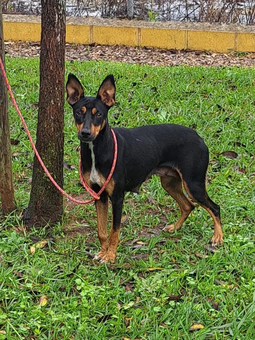 ¡ Adoptado, female young mixed breed for adoption at Jerez Adopta — Bienestar Animal Jerez de la Frontera