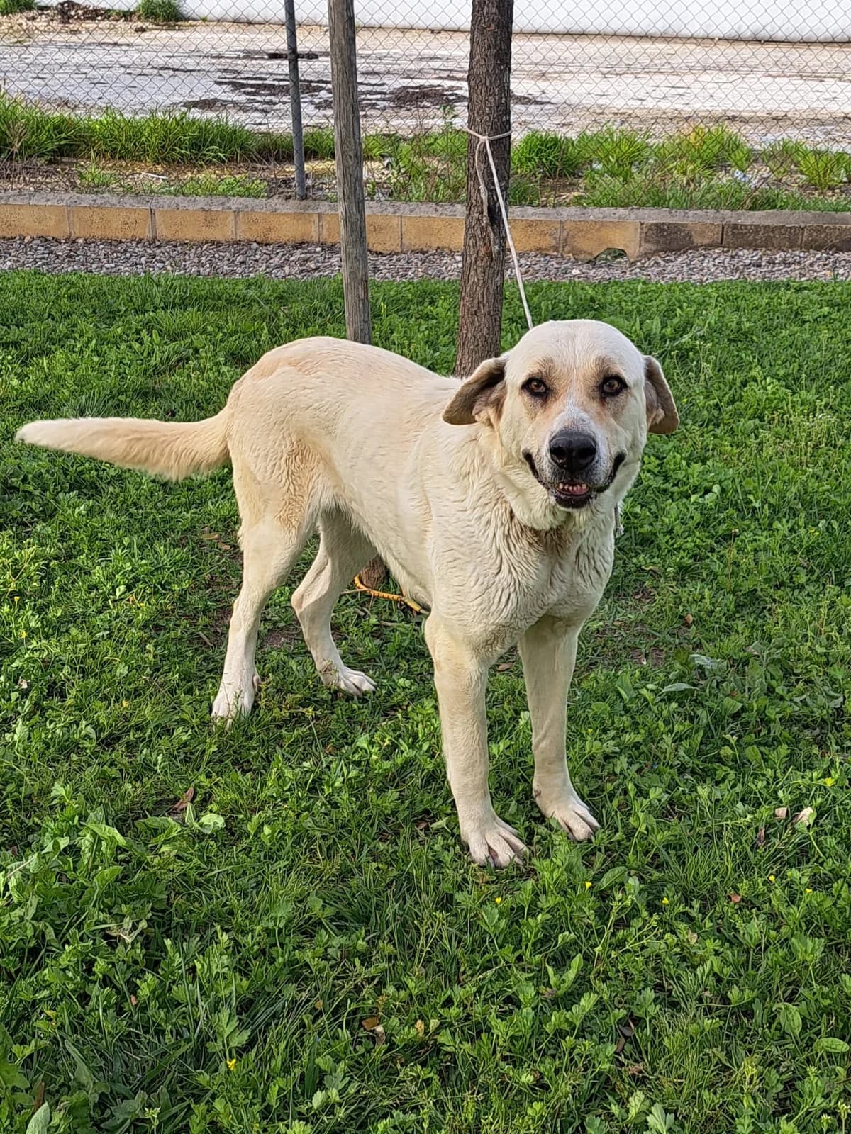 ¡ Adoptado, female 3yo mixed breed for adoption at Jerez Adopta — Bienestar Animal Jerez de la Frontera