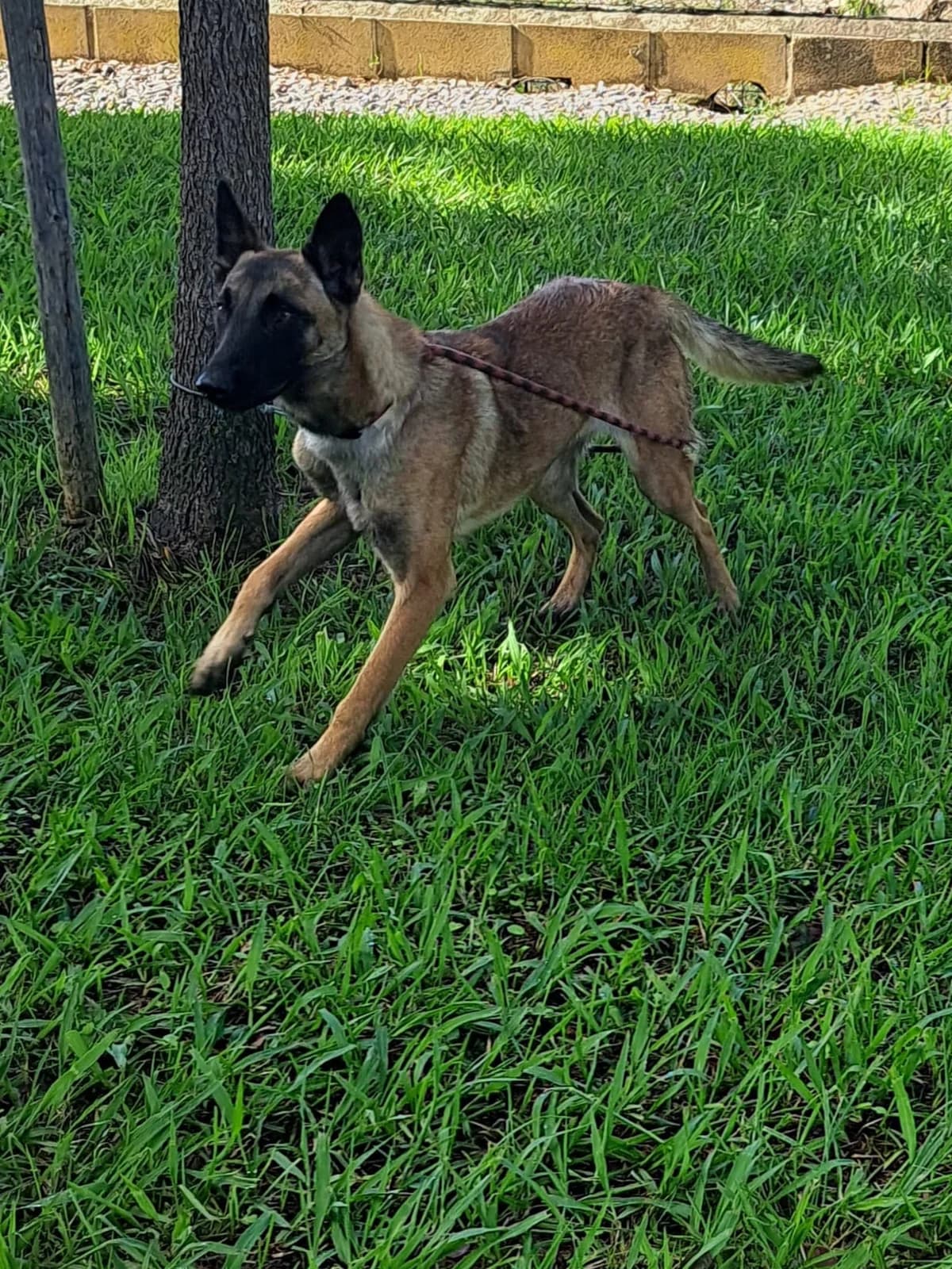 Animal 415, female puppy Belgian Malinois for adoption at Jerez Adopta — Bienestar Animal Jerez de la Frontera