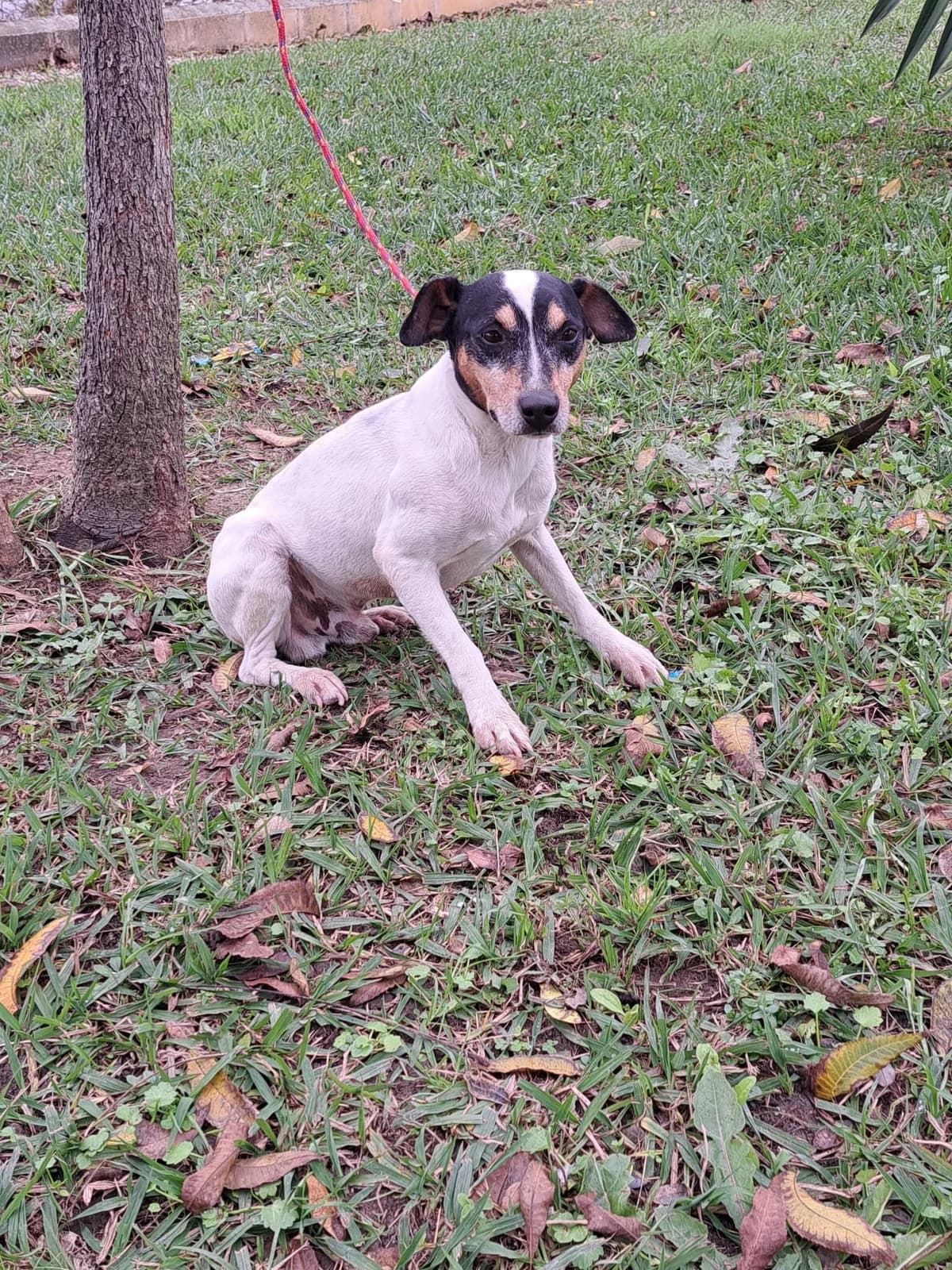¡ Adoptado, male puppy mixed breed for adoption at Jerez Adopta — Bienestar Animal Jerez de la Frontera
