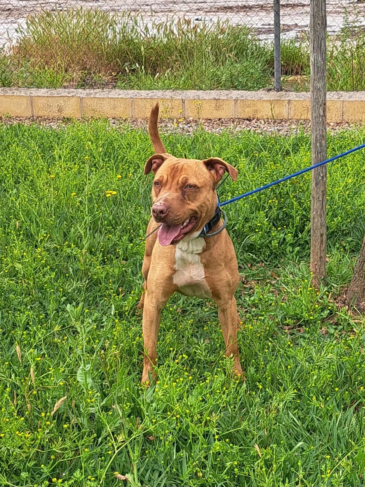 ¡ Adoptado, male young Pit Bull Terrier for adoption at Jerez Adopta — Bienestar Animal Jerez de la Frontera