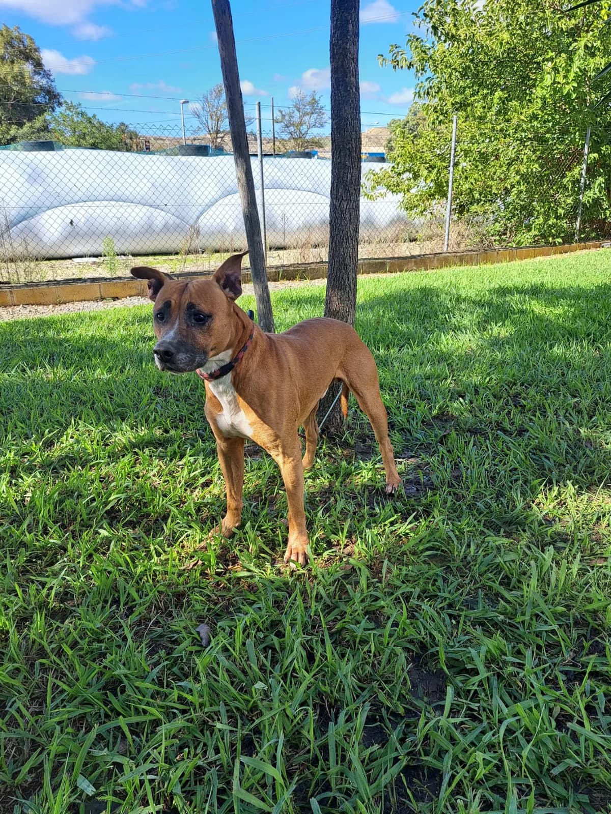 Animal 447, male young Pit Bull Terrier for adoption at Jerez Adopta — Bienestar Animal Jerez de la Frontera