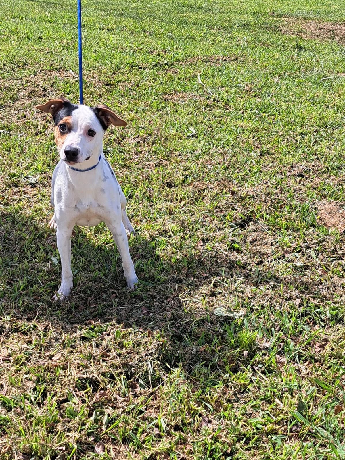¡ Adoptado, male puppy mixed breed for adoption at Jerez Adopta — Bienestar Animal Jerez de la Frontera