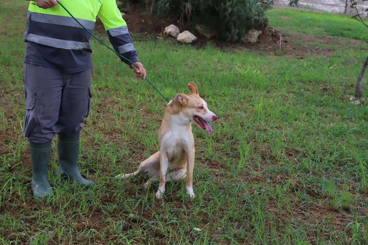¡ Adoptado, male puppy mixed breed for adoption at Jerez Adopta — Bienestar Animal Jerez de la Frontera