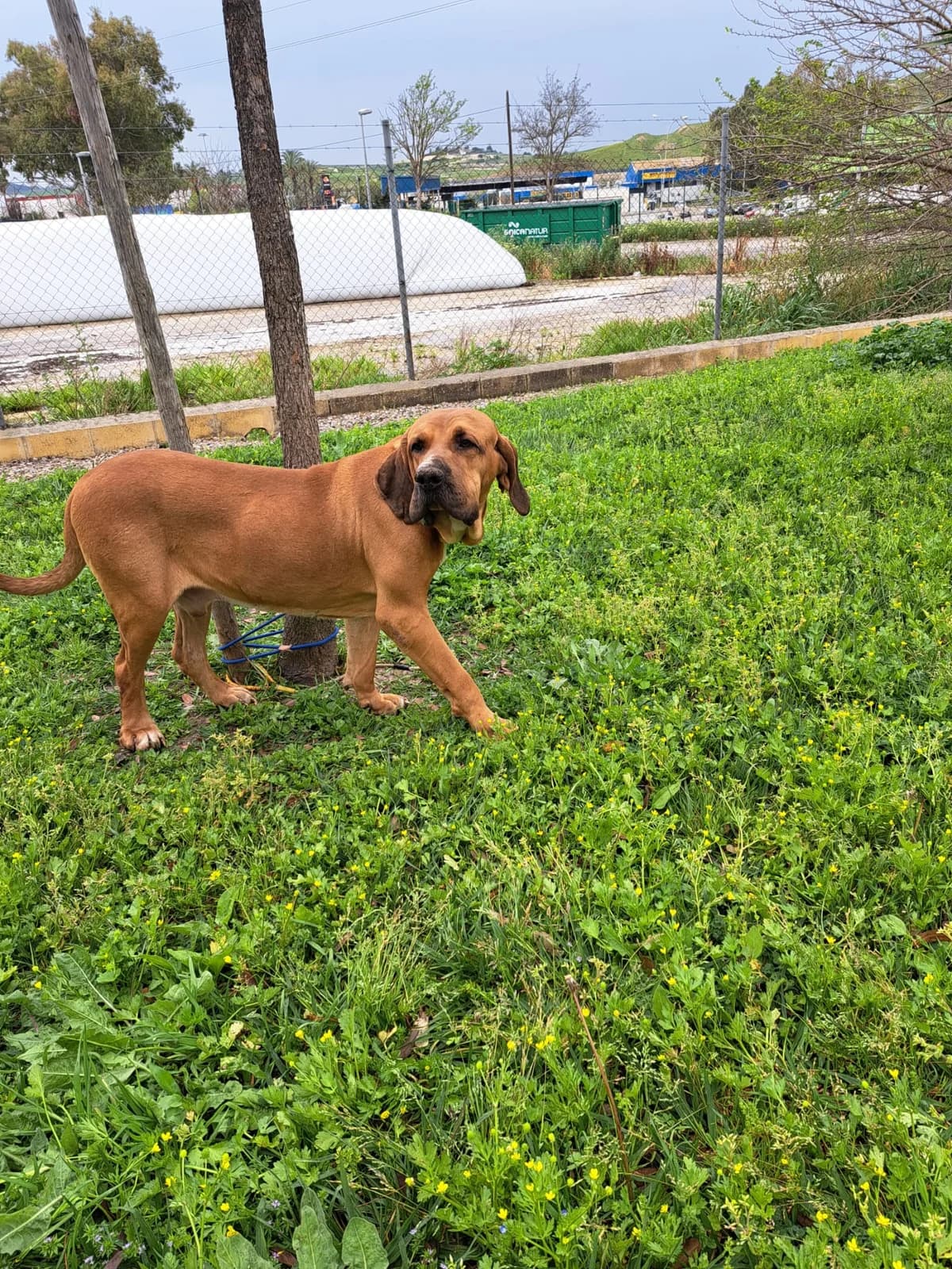 ¡ Adoptado1, male young mixed breed for adoption at Jerez Adopta — Bienestar Animal Jerez de la Frontera