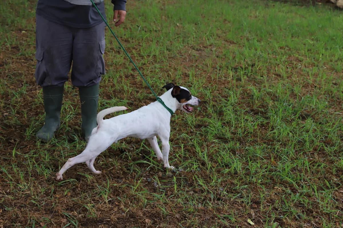 ¡ Adoptado, male young mixed breed for adoption at Jerez Adopta — Bienestar Animal Jerez de la Frontera