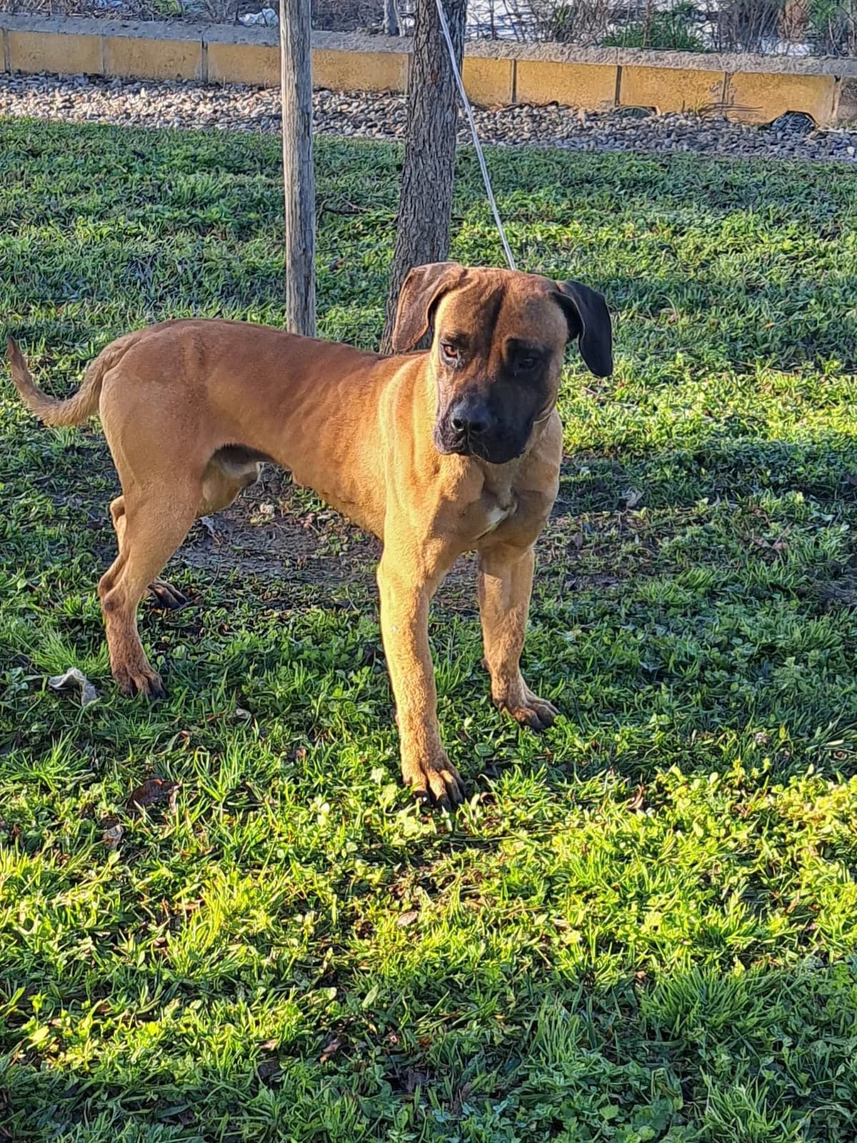 ¡ Adoptado, male young mixed breed for adoption at Jerez Adopta — Bienestar Animal Jerez de la Frontera