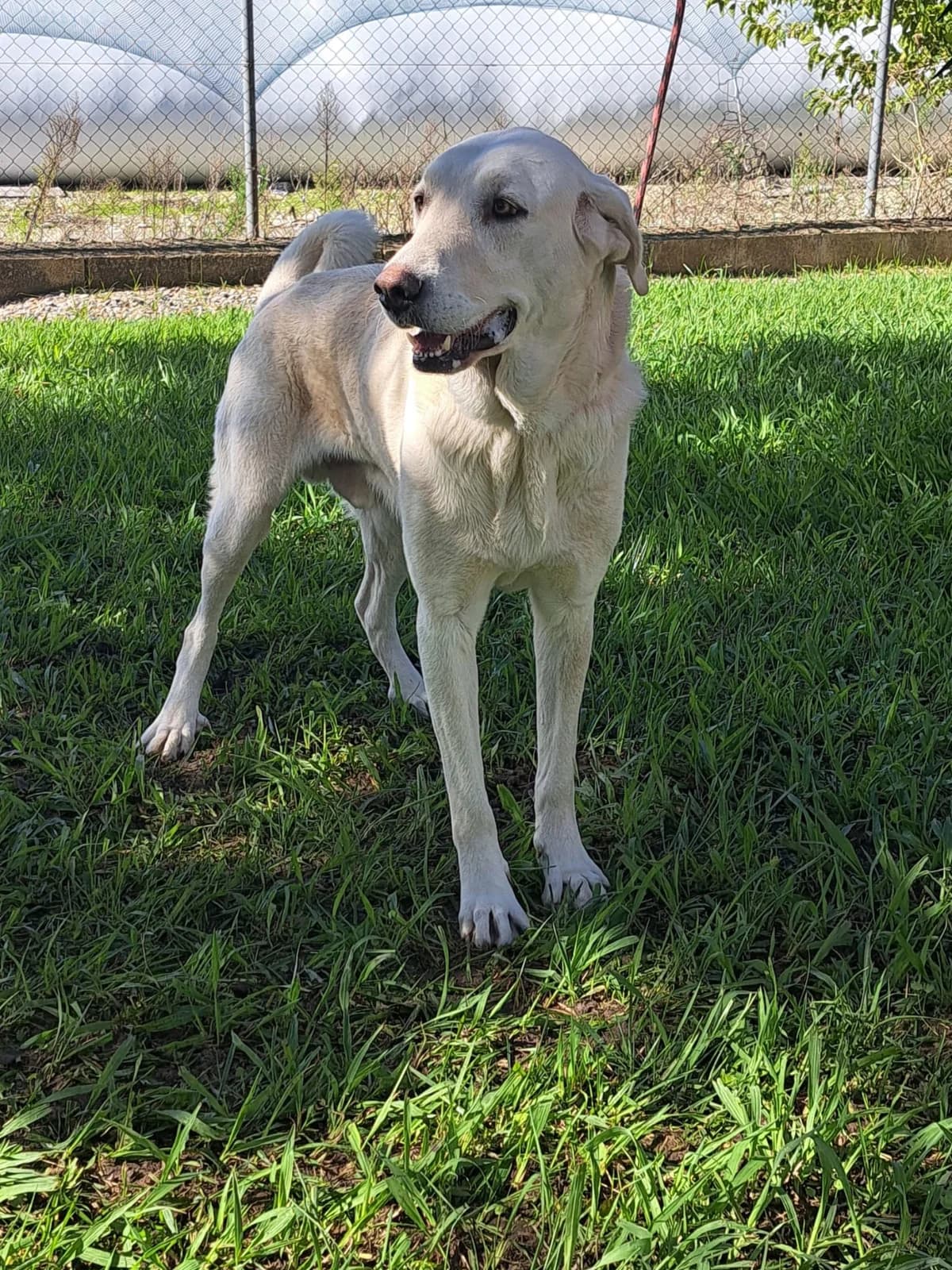 Animal 500, male senior Spanish Mastiff for adoption at Jerez Adopta — Bienestar Animal Jerez de la Frontera