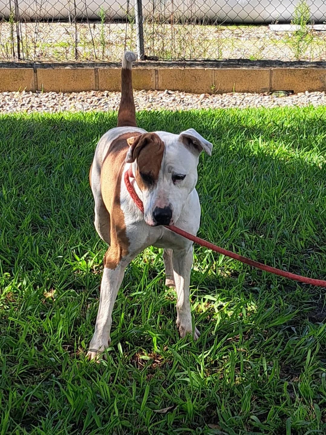 Animal 701, female 3yo Pit Bull Terrier for adoption at Jerez Adopta — Bienestar Animal Jerez de la Frontera