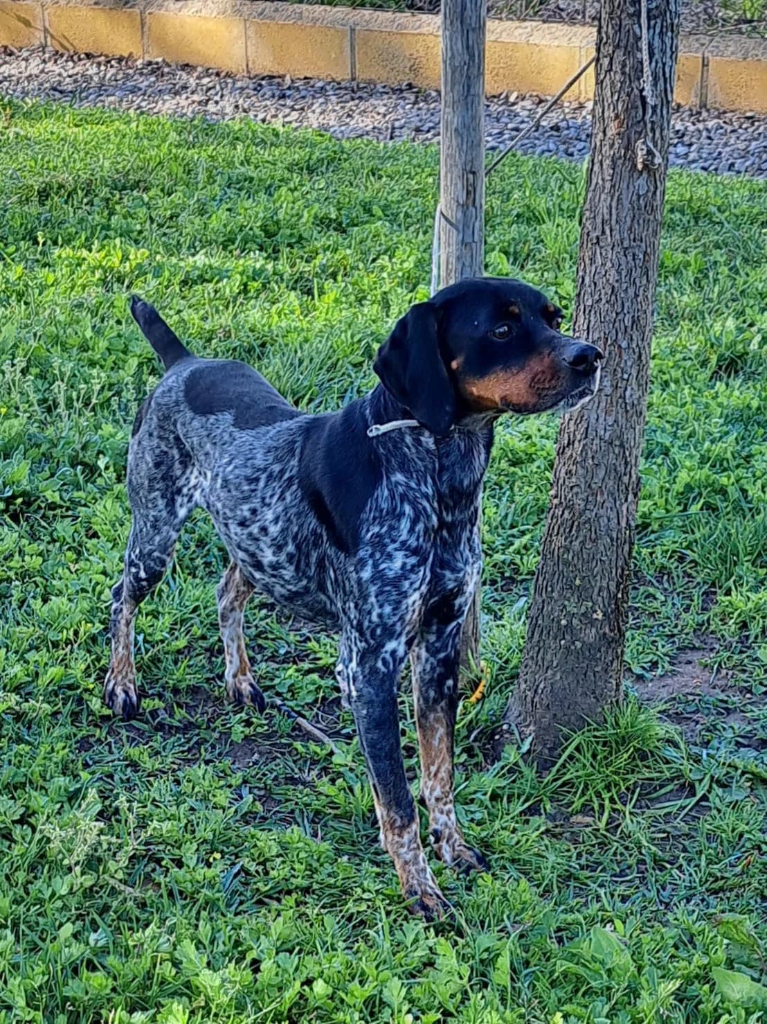 ¡Adoptado, male young Pointer for adoption at Jerez Adopta — Bienestar Animal Jerez de la Frontera