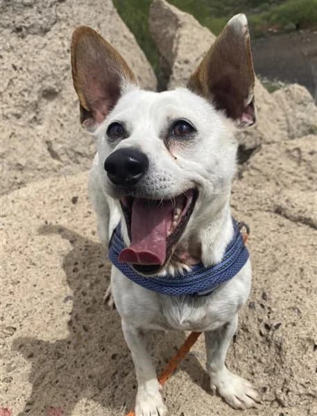 Doki,  5yo Mixed Breed for adoption at K9 Tenerife, San Miguel de Abona, Tenerife