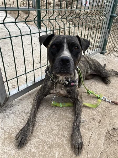 Akira,  4yo Mixed Breed for adoption at K9 Tenerife, San Miguel de Abona, Tenerife