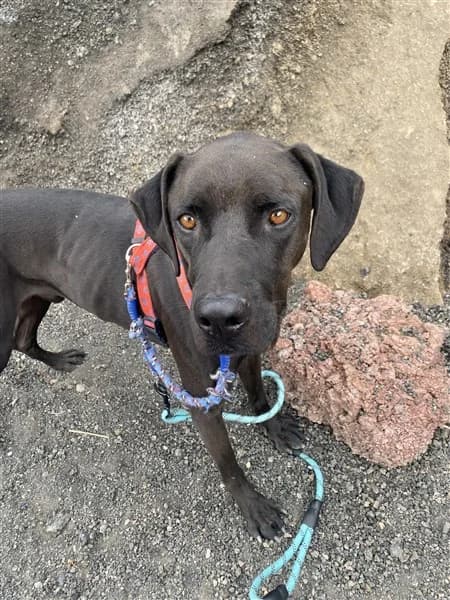 Harry, female 4yo Mixed Breed for adoption at K9 Tenerife, San Miguel de Abona, Tenerife