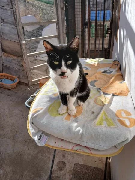 Thommy, male Mixed Breed for adoption at K9 Tenerife, San Miguel de Abona, Tenerife