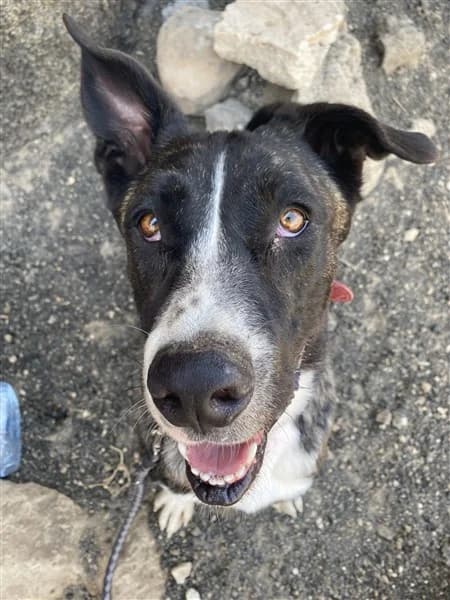 Tauce, male Mixed Breed for adoption at K9 Tenerife, San Miguel de Abona, Tenerife
