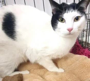 bowie,  Mixed Breed for adoption at Khatucai