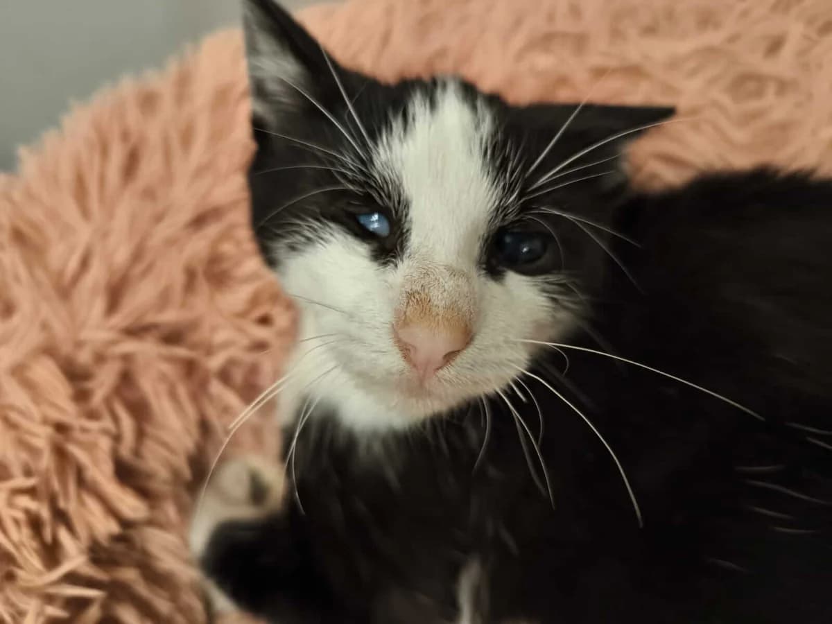 ARON (CASO ESPECIAL),  Mixed Breed for adoption at Kmakus