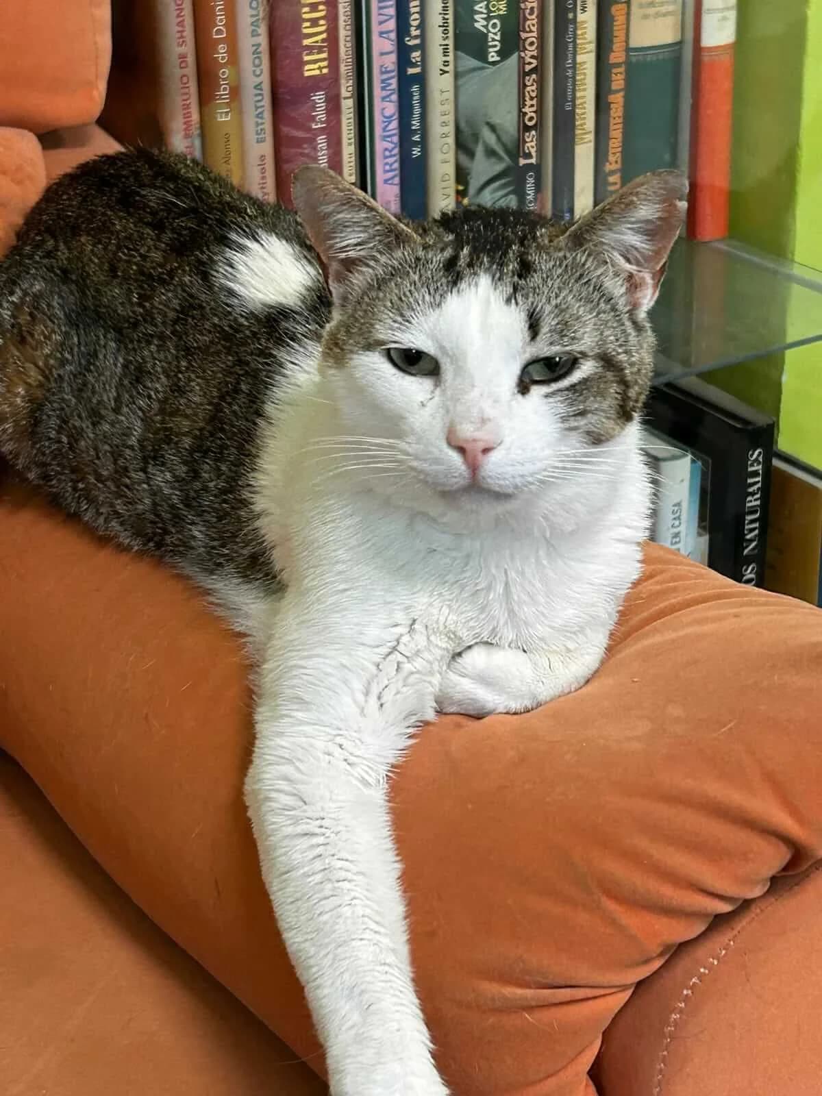 JANUK,  Mixed Breed for adoption at Kmakus
