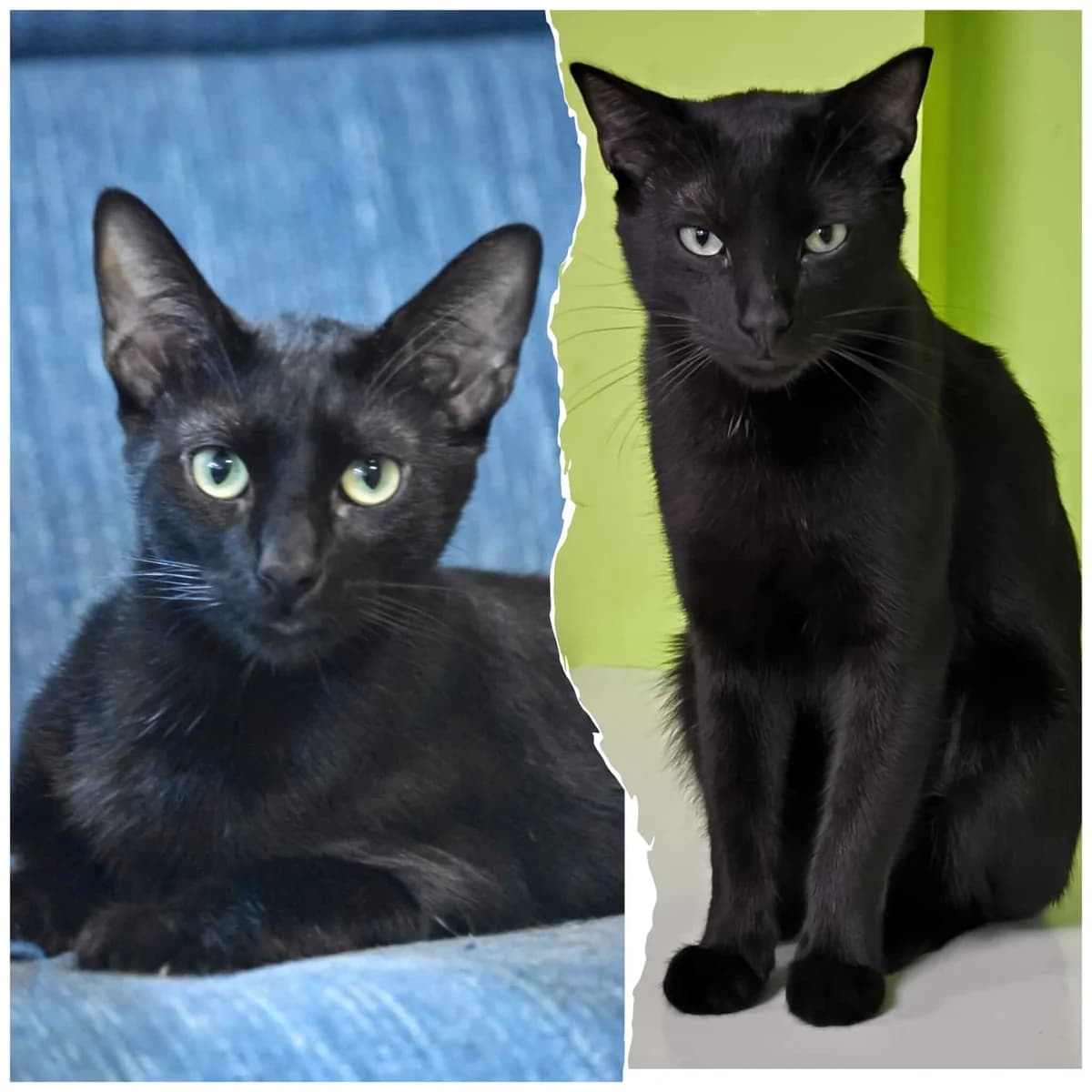KIWI Y COCO,  Mixed Breed for adoption at Kmakus