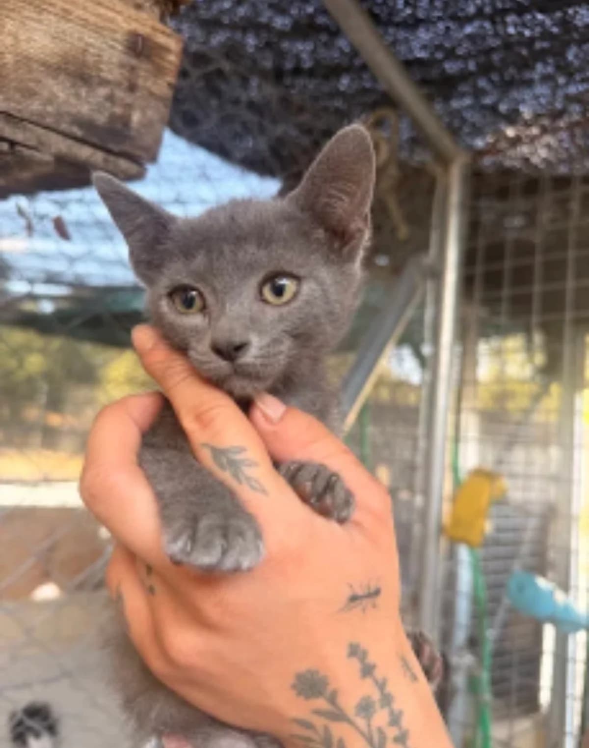 Oli 😺, male puppy Mixed Breed for adoption at La Huella de Wonder